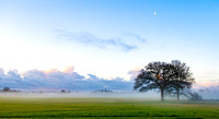 Trees and Morning Mist, Podimore, 2021