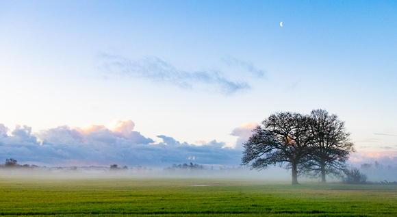 Trees and Morning Mist, Podimore, 2021