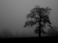 Tree in Mist, Redlynch, 2021