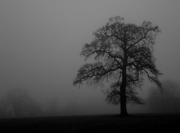 Tree in Mist, Redlynch, 2021