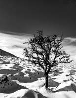 Tree in Snow Near Haytor, Dartmoor, 2019