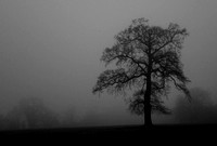 Tree in Mist, Redlynch, Somerset, 2019