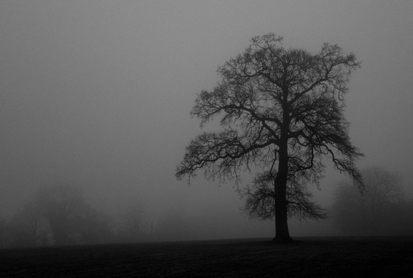 Tree in Mist, Redlynch, Somerset, 2019