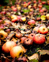 Decaying Apples, Somerton, 2019