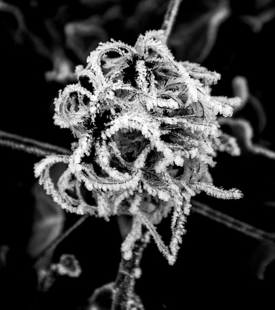 Frost-Encrusted Plant, 2021
