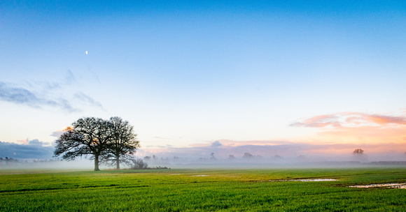 Trees and Morning Mist, Podimore, Somerset, 2021